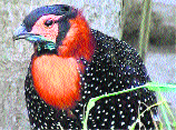 Western tragopan