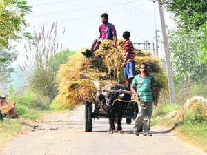 Villagers return home early with fodder for their cattle as Rangers open fire soon after sunset on villages along the International Border.