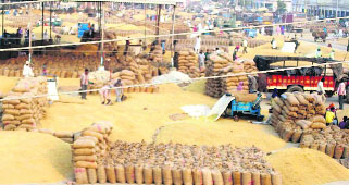 Heaps of basmati at the Fazilka grain market. 