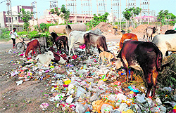 Cattle eat waste at a garbage dump near a residential area at Sector 71 in Mohali