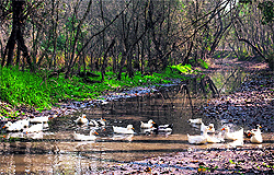 A brace of ducks swims in a stream in Ganderbal, Srinagar