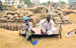 Paddy farmers await lifting of their produce at the grain market in Bathinda on Saturday. Procurement of paddy is reportedly tardy. Tribune photo: Pawan Sharma