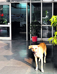 A stray dog in front of the main entrance of the DC office in Panchkula