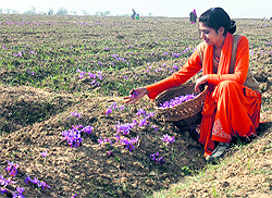 A woman plucks flowers as she takes part in a saffron harvest programme on the outskirts of Srinagar on Saturday