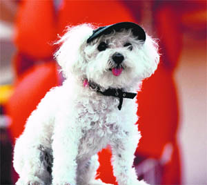 A dog stands in front of the red carpet before the screening of Es-Touh (Les Terrasses) presented in competition at the 70th Venice Film Festival at Venice Lido recently.