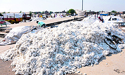 Heaps of cotton crop lying at a mandi in Bathinda