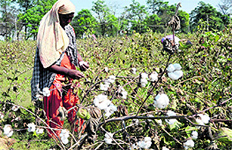 A woman plucks cotton in a field near village Kot Shamir in Bathinda district