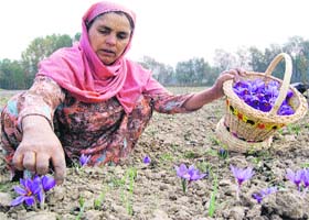 A woman plucks saffron flowers at a farm in Pampore on the outskirts of Srinagar