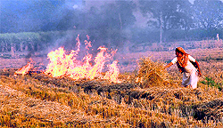 A woman burns stubble at a farm on the Jalandhar-