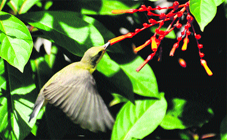 A bird sucks nector from a flower at Atal Park in Karnal. Tribune photo: Ravi Kumar