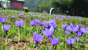 Saffron flowers in bloom at Pampore on the outskirts of Srinagar on Monday.