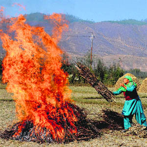 A woman burns wood to make charcoal, which will be used for heating purpose in winter, at Kokernag in Anantnag district on Monday.