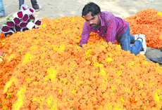With Diwali round the corner, the demand for marigold has increased manifold.