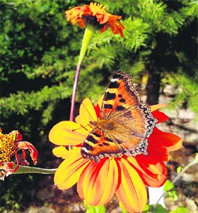 A picturesque view of a butterfly sitting on a flower after rains in Dharamsala