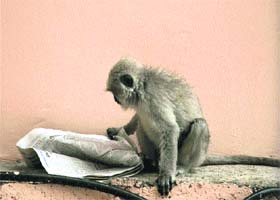 A monkey with a newspaper in Shimla