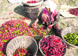 A woman separates green and red chillies after harvest from a field on the outskirts of Srinagar. 