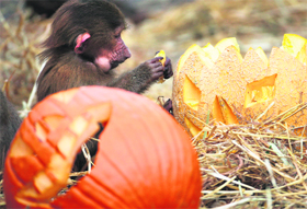 A baboon eats a Halloween pumpkin at a Zoo in Hamburg,