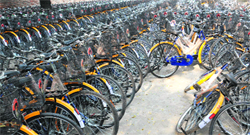 Bicycles meant for distribution among the students of Government Girls Senior Secondary School, Mall Road, Bathinda. Tribune photo: Pawan Sharma