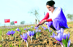 A tourist looks at saffron flowers at a farm in Pampore, on the outskirts of Srinagar, on Wednesday
