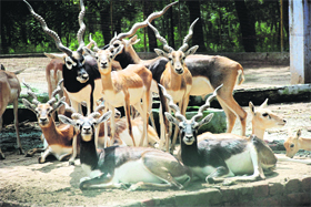 Antelopes rest in an enclosure at Bir Talab Mini Zoo in Bathinda.