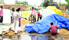 A farmer puts a cover over his crop in Rajpura on Thursday.