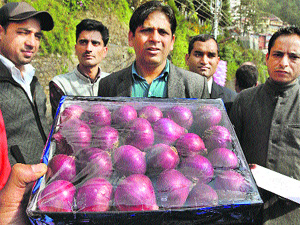 State chief of the BJYM Sunil Thakur with his supporters shows onions as Diwali gift in Shimla on Friday.
