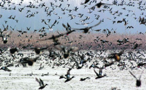 Around 3 lakh migratory birds have already arrived at the Hokersar Bird Reserve near Srinagar. 