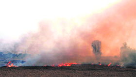 A paddy field set on fire post harvesting at a village near Bathinda.