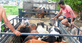 Cattle being shifted out of Chandigarh.