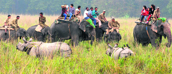 Visitors take elephant safari at the Pabitora Wildlife Sanctuary in Morigaon district of Assam. Pobitra is famous for the highest density of one-horned rhinos. Photo by writer