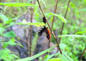 A beetle stuns a caterpillar before carrying it off to make a meal of it