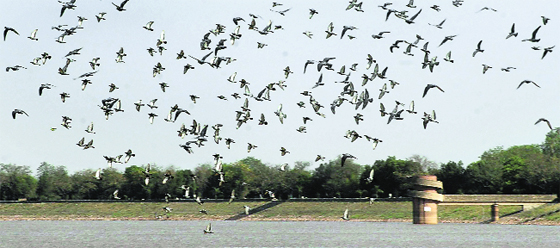 A flock of pigeons takes flight at the Sukhna Lake in Chandigarh on Monday. Tribune photo: Manoj Mahajan