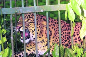 The leopard captured by the forest department in Dehradun on Monday