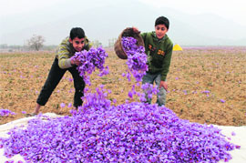Children hold a bunch of crocus flowers used in the production of saffron in a field in Pampore on Tuesday. 