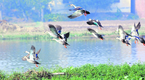 Migratory birds at Mote Majra in Mohali.