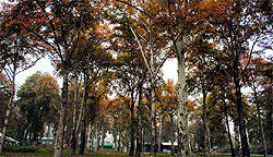 Chinar trees make a pretty picture on the campus of the University of Kashmir