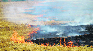 Paddy burning continues unabated in Ludhiana. 