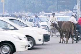 Wandering effect: Stray cattle cause traffic chaos on a road at Phase VII, Mohali, on Thursday