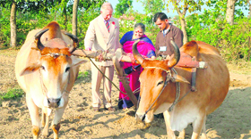 Prince Charles, along with Dr Vandana Shiva, founder chairperson, Navdanya, ploughs a field at Navdanya Biodiversity Conservation Farm in Dehradun on Thursday.