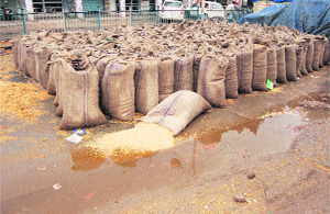Rain-drenched paddy in Sirsa grain market on Thursday. 