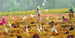 A woman tries to save paddy crop from birds in a Karnal village. 