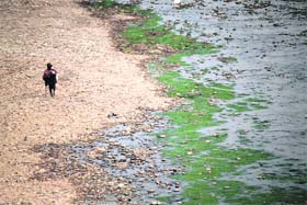 A river on its last leg? A rag-picker along the polluted Tawi in Jammu on Thursday