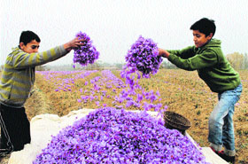 Youths hold bunches of saffron flowers at a field in Pampore, 16 km from Pulwama