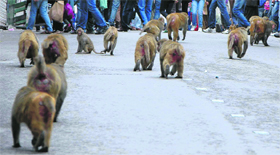 A large group of monkeys at the Mall in Shimla on Friday. There are around 2,200 simians in the state capital even after about 1,900 of those were shifted out last year. The gvernment announced a reward of Rs 500 for each monkey caught.