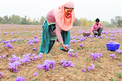 Villagers pick saffron flowers from a field in Pampore on Friday. Tribune Photo: Amin War