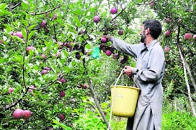 A labourer picks ripe fruit in an apple orchard at Shopian, 60 km south of Srinagar