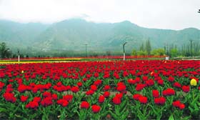The Tulip Garden in Srinagar