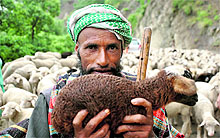 A nomad along with his herd of sheep on the outskirts of Jammu on Sunday