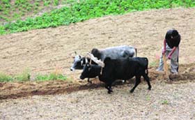 A farmer ploughs his field near Shimla on Monday