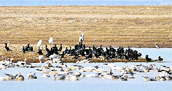 Migratory birds gather at the banks of the Pong Dam lake